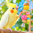 DooskCNTl5o-channel-avatar-Cockatiel & Toys
