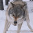 @OutlawedWolf187 Avatar