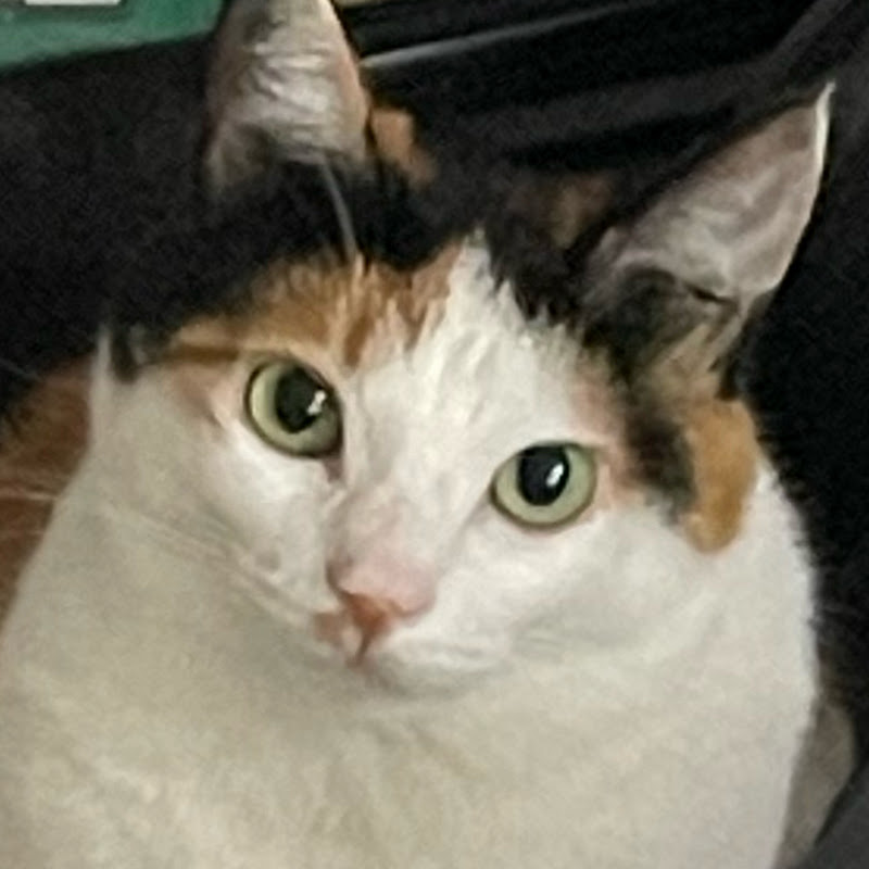 야옹 못하는 고양이