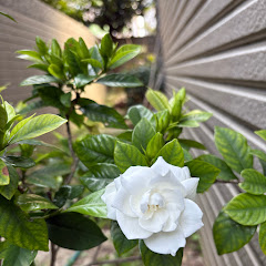 花甲學琴趣アイコン画像