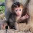 2VwTGqYCV2o-channel-avatar-Monkey Wild 