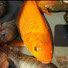 jiZ8nrSo6Ec-channel-avatar-Fishing BD Fast TV