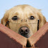 2CLyLE3oOTQ-channel-avatar-InformationRetriever