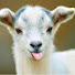 2XvjKfPa-VA-channel-avatar-goat1337