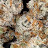 @zayzayzooted