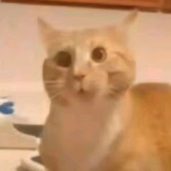 memecatsアイコン画像