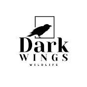 Dark Wings Wildlife