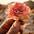 zqtuysmsfxM-channel-avatar-The Desert Rose Cowboy