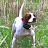 Mark Payton Gundogs