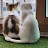 @배짱이개미