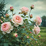m7mKccDwYJE-channel-avatar-Cottage Roses Paperie