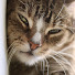 lIgti8CKR1g-channel-avatar-Slow Care For Cats