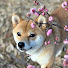 dsr9bZvJcmA-channel-avatar-柴犬小夏のKonachannel