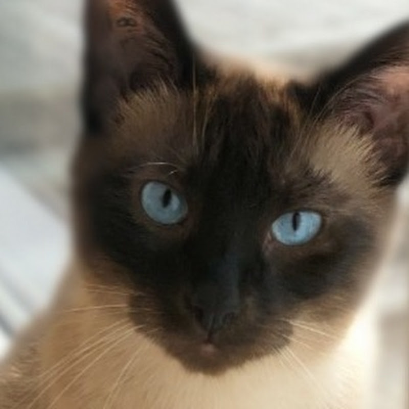 Hunter the Siamese Kitty