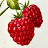 @frozenraspberries-