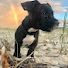 O_Vir0ID-kM-channel-avatar-DogReal