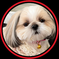 シーズー犬ちくわの田舎暮らし