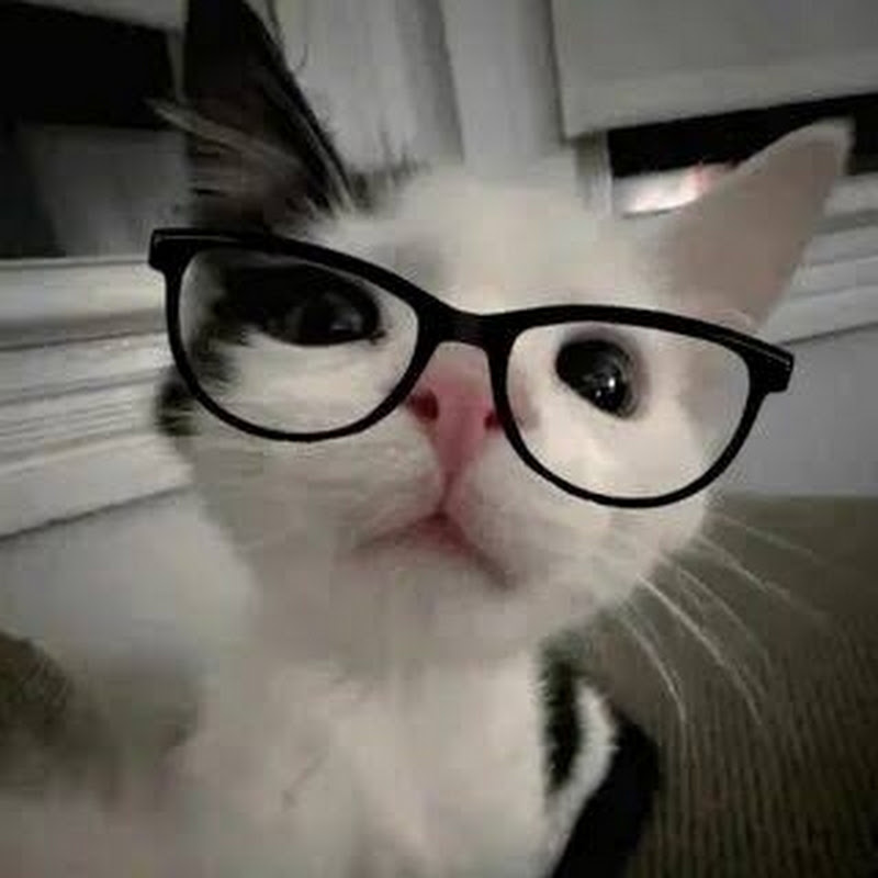 MeowMeter