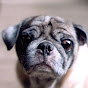 A Pug's Life: Meet Duffy T. McGraw logo