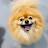 @sugar_dog