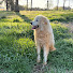 iOB68Ty4qpk-channel-avatar-Maxwell Meadows