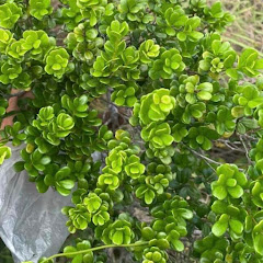 phôi hải châu đảo