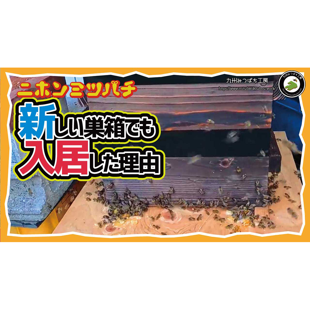 日本蜜蜂巣箱　九州より分蜂北上中！！　814 YouTube