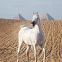 Ride Egypt - Horse Riding Holidays in Egypt logo