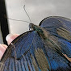 ギラファの部屋