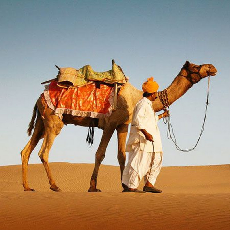 Desert Animals Wild