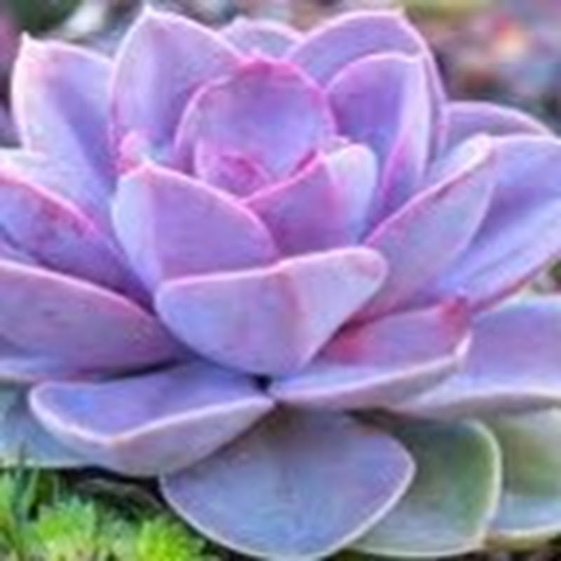 Succulent Haven Studio