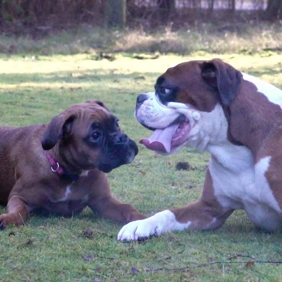 Post from BoxerRex