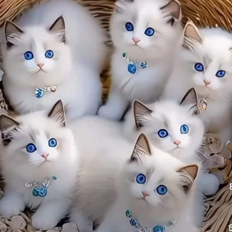 Ai Animals Short Video 50M