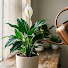 Lfn0S7pAdaU-channel-avatar-Refúgio das Plantas