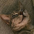 7iaFlwjzaPo-channel-avatar-TemmyCatLover