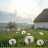 9w5mdhhUyKI-channel-avatar-little quiet dandelion