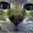 -kFusX72t2c-channel-avatar-Cat pillow ねこまくら