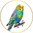 8ybw5wAPyA8-channel-avatar-The Budgie Bird Club