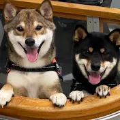 柴犬ぴょん吉&おはぎ