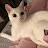 @art-9884