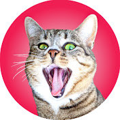 Bebe Crazycat