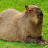 @CAPYBARA-yi6qf