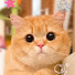 x9le8p4OwLs-channel-avatar-奶芙小猫屋