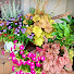 C3NvBCn7Ogo-channel-avatar-Potted plant plan‐爺の針植栽日記‐