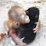 ulyk-NdcQ4A-channel-avatar-Mako Beruang Channel