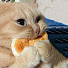 esqZ7b5TILM-channel-avatar-Petsy pets