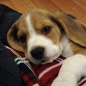 Little Hector The Beagle