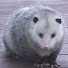 juEwcrJPPWk-channel-avatar-Possum