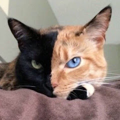 にゃんリズム(仮)