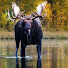 HKhC_R1wV6s-channel-avatar-Newfoundland’s AvalonAdventures-l5k
